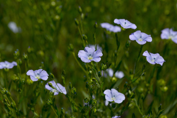 Flax blooms. Green flax field in summer Sunny day. Agriculture, the cultivation of flax. Selective focus