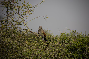 Bird of Prey in Tree in Kenya, Africa
