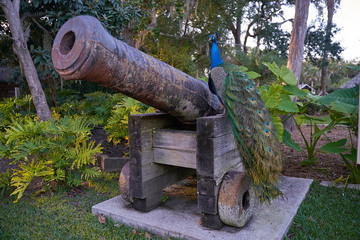 peacock on canon