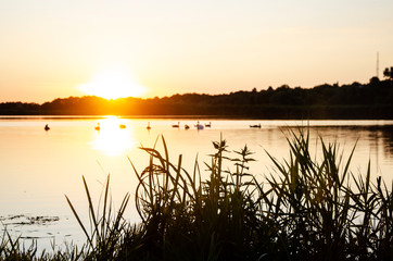 Sunset over the river. Sunset over the river with swans. Quiet summer evenings