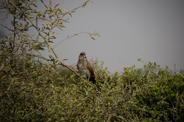 Bird of Prey in Tree in Kenya, Africa