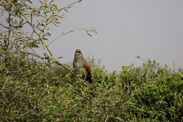 Bird of Prey in Tree in Kenya, Africa