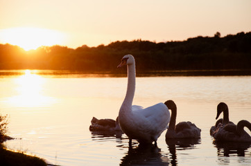 Fototapeta premium White swan on the pond. Swan in summer on the pond in the sunbeams at sunset. Beautiful sunset landscape