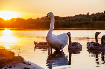 Fototapeta premium Beautiful white swan at sunset in the pond. Summer sunset over the river