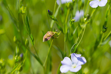Shield bug, also known as stink bug on plant. Agriculture is considered pest of grain crops....