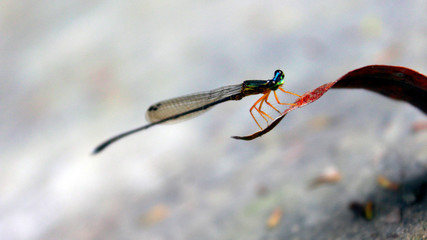Dragonfly close up