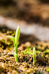 The Seedling of Taiwan Pleione (Pleione formosana Hayata) in the garden.