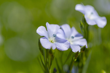 Flax blooms. Green flax field in summer Sunny day. Agriculture, the cultivation of flax. Selective focus