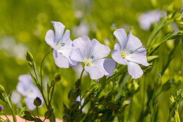 Flax blooms. Green flax field in summer Sunny day. Agriculture, the cultivation of flax. Selective focus