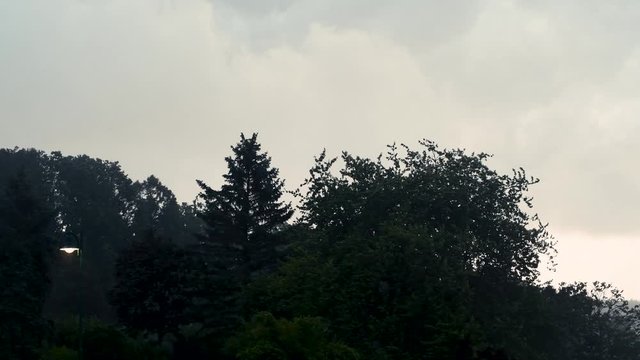 Sturm und Starkregen im Garten, Windboen peitschen hohe B&auml;ume