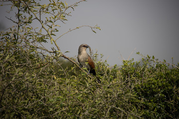 Bird of Prey in Tree in Kenya, Africa