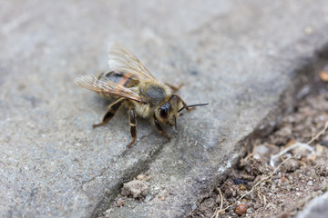 Macro of a bee sitting on a stone ground © JuriAlexander