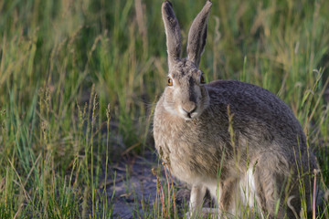 Montana White-tailed Jackrabbit portrait.