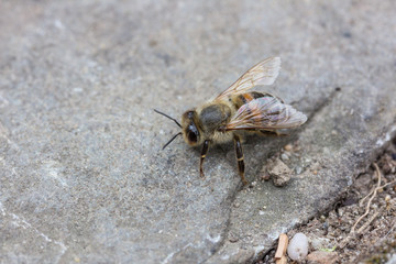 Macro of a bee sitting on a stone ground