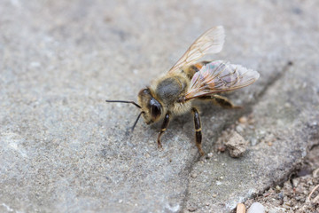 Macro of a bee sitting on a stone ground
