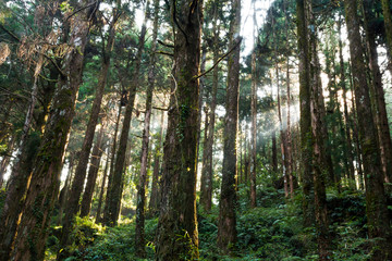 Obraz premium Beautiful green forest in the morning. The forest of Alishan is in Chiayi, Taiwan.