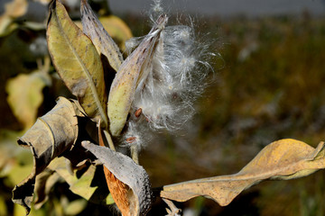 Seeds on gossamer strands of silk emerge from ripened milkweed pod