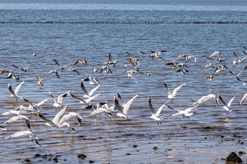 Obraz premium Möwen