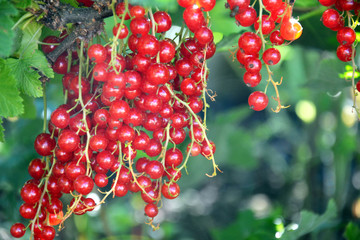 Berries of a red currant hanging on the branch of a Bush. Mature berry bushes.