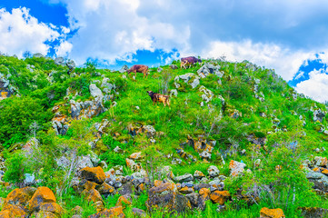 The cows on the hill, Hayravank, Armenia