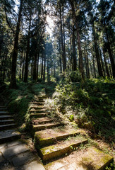 Stone stair path through the green forest, Alishan Forest Recreation Area in Chiayi, Taiwan.