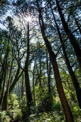 Obraz premium Beautiful green forest in the morning. The forest of Alishan is in Chiayi, Taiwan.