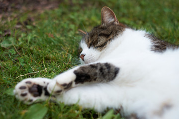 cat in the grass