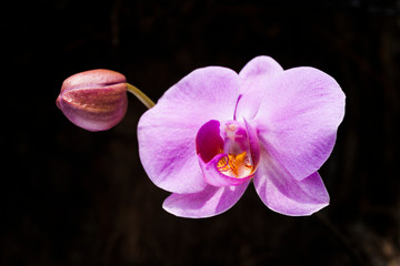 Orchid flowers with black background