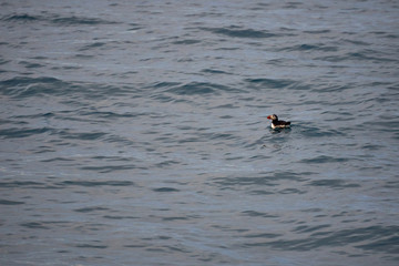 Common puffin enjoying the water in the Atlantic ocean off the coast of Husavik in Iceland