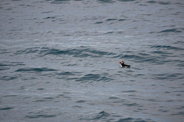 Common puffin in the Atlantic ocean off the coast of Husavik in Iceland