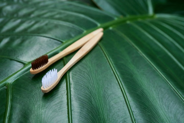 Personal hygiene product. Wooden toothbrushes among the plants. Zero waste concept.