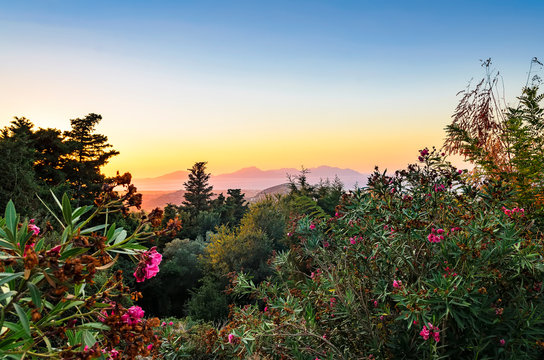 Blooming rhododendron, sunset on the island of Kos, view of the Aegean Sea and the Greek islands of Kalymnos and Pserimos. Greece
