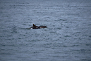 Three white nosed dolphins with one poking out in the Atlantic ocean off the coast of Husavik in Iceland