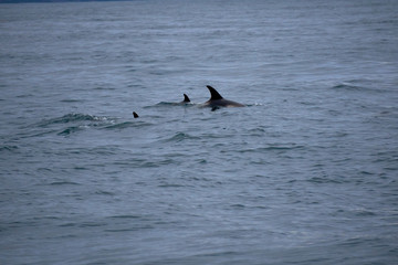 Fototapeta premium Mother and children white-nosed dolphins in the Atlantic ocean off the coast of Husavik in Iceland