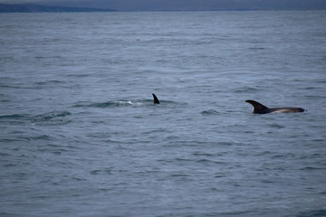 Fototapeta premium a white-nosed dolphin and a fin in the Atlantic Ocean off the coast of Husavik in Iceland
