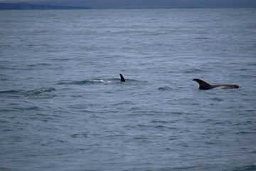 a white-nosed dolphin and a fin in the Atlantic Ocean off the coast of Husavik in Iceland
