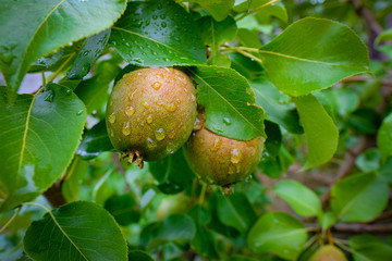 green apples on tree