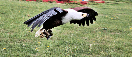 An African Sea Eagle in flight
