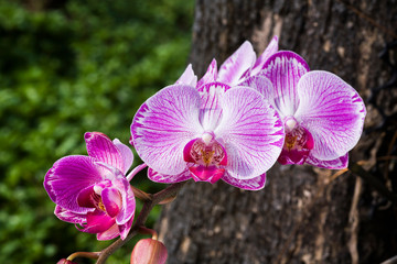Close-up of pink orchid flowers in the garden