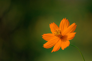 Orange flower on the Corner with Green Blur background 