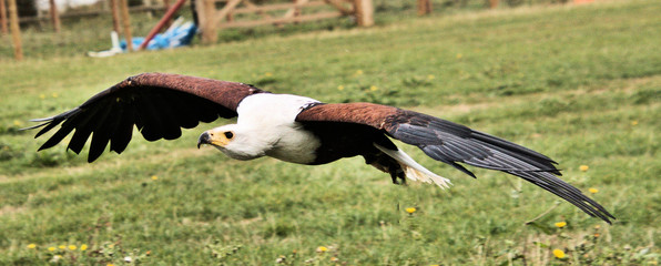 An African Sea Eagle in flight