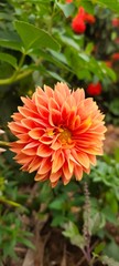 red dahlia flower