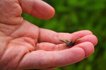 Butterfly on an human hand