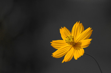 Clear yellow flower on the Corner with grey blur background 