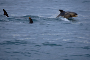 Three white-nosed dolphins, one of them jumping into the Atlantic Ocean off the coast of Husavik in Iceland