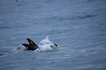 Fototapeta premium Pair of white nosed dolphins in the Atlantic Ocean off the coast of Husavik in Iceland