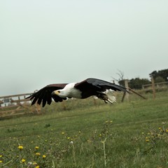 An African Sea Eagle in flight