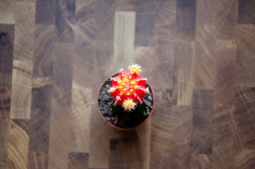 Close-up colorful cactus Gymnocalycium on the wooden background. Colorful Chin cactus flower. Orange cacti in small pot placed on a wooden table. Home plant top view.