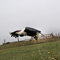 An African Sea Eagle in flight