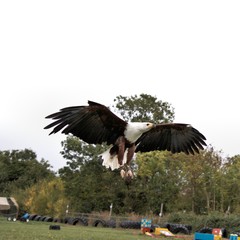An African Sea Eagle in flight